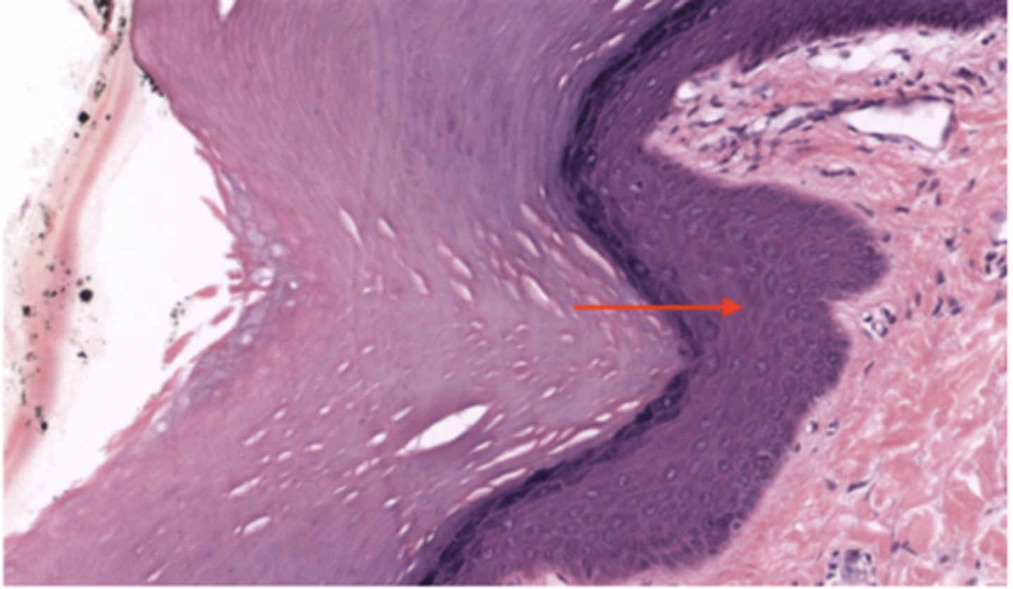 <p>Identify the specific layer</p>