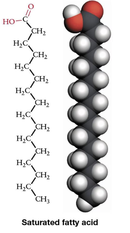 <p>No double bonds, straight chains, tightly packed</p><p>—> carbons FULLY bound to hydrogens</p>