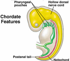 <p>outpockets of the human pharynx that occur in the embryonic stage</p><p>correspond to the clefts between fish gills</p>