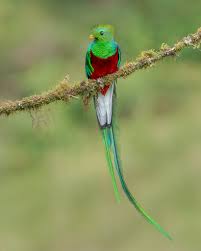 <p>Quetzal</p>