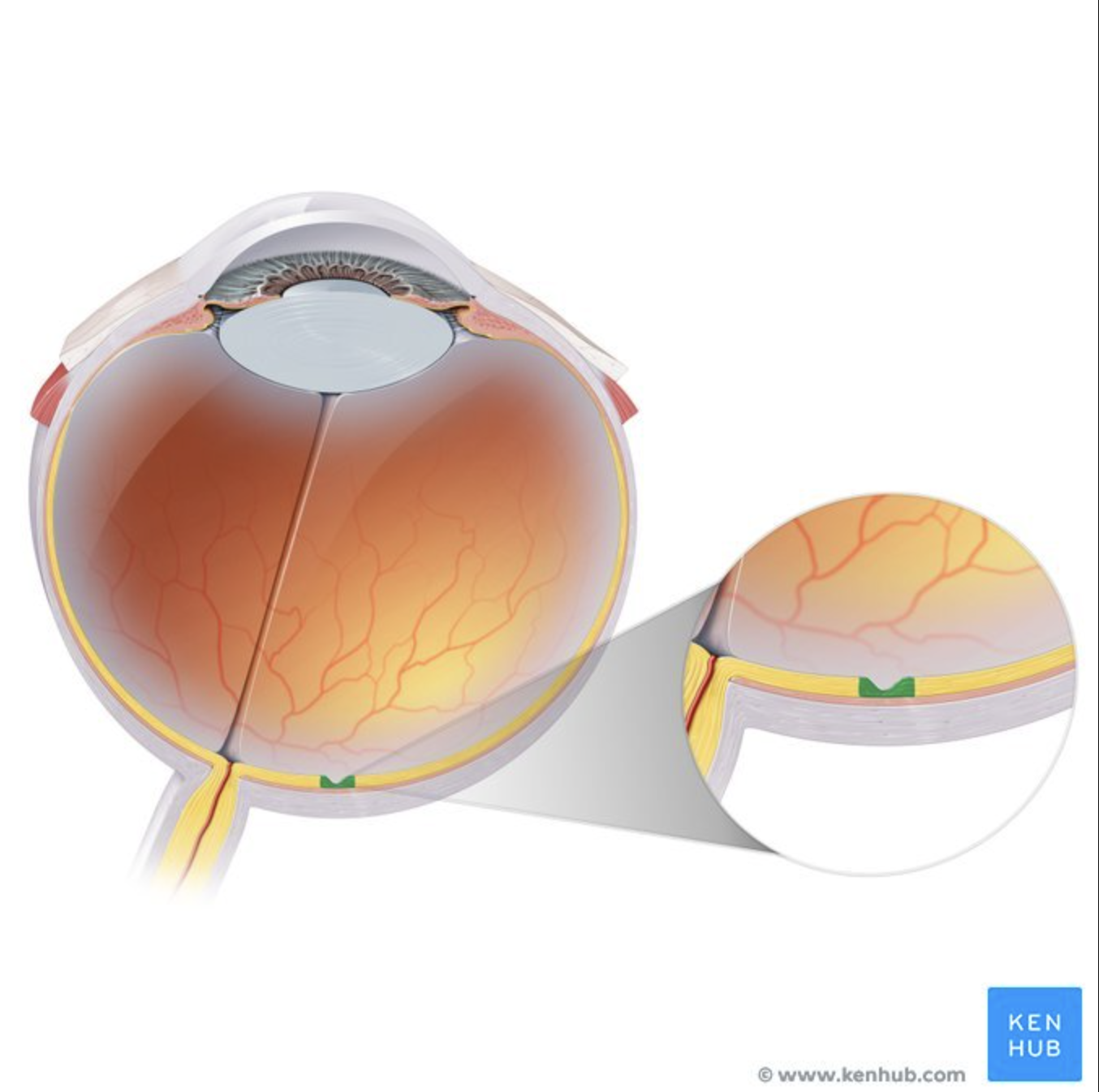 <p>Sharpest vision.</p><p>Highest cone density</p><p>(NEURAL TUNIC)</p>