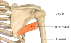 <p>Inferior angle of scapula</p>