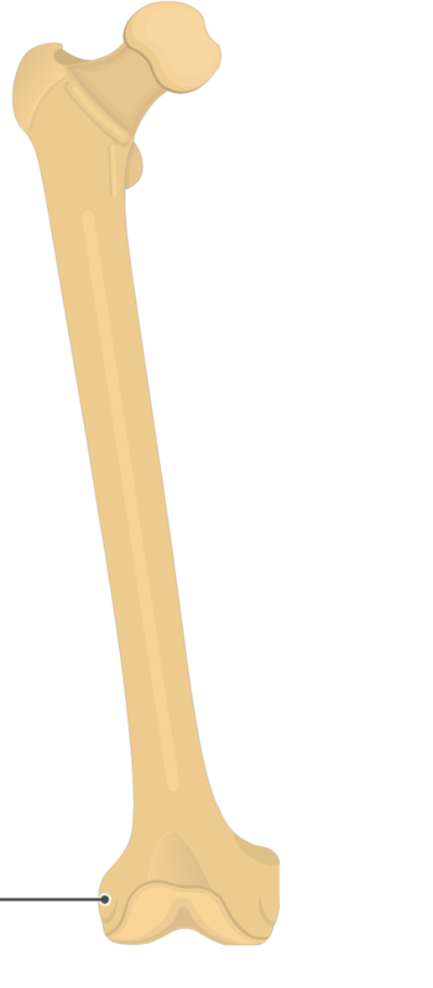 <p>What is this pointing to? What bone is it on?</p>