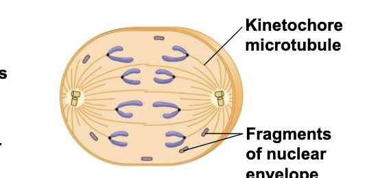 <p>This type of cell division occurs where?</p>