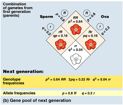 <p>probability of getting 1 of each allele</p><ul><li><p>doesn’t matter which from which parent </p></li><li><p>2 heterozygotes for every heterozygote cross </p></li></ul><p></p>