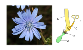 <p>Deze bloemen bevinden zich langs de rand van het hooftje of over het volledig hoofdje. Ze zijn 2 zijdig symmetrische en bestaan ui 5 vergroeide kroonbladen (D) maar lijken samen 1 kroonblad, 5 meeldraden (C) en een onderstandig vruchtbeginsel (A). B zijn de gereduceerde kelkbladeren die pluisjes vormen bij vruchtvorming.</p>