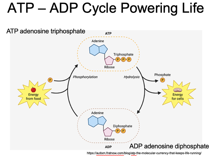 <p>atp - add cycle powering life</p>