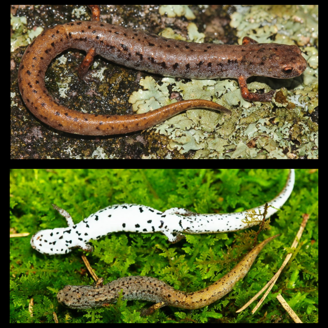 <p>Four-toed Salamander</p>