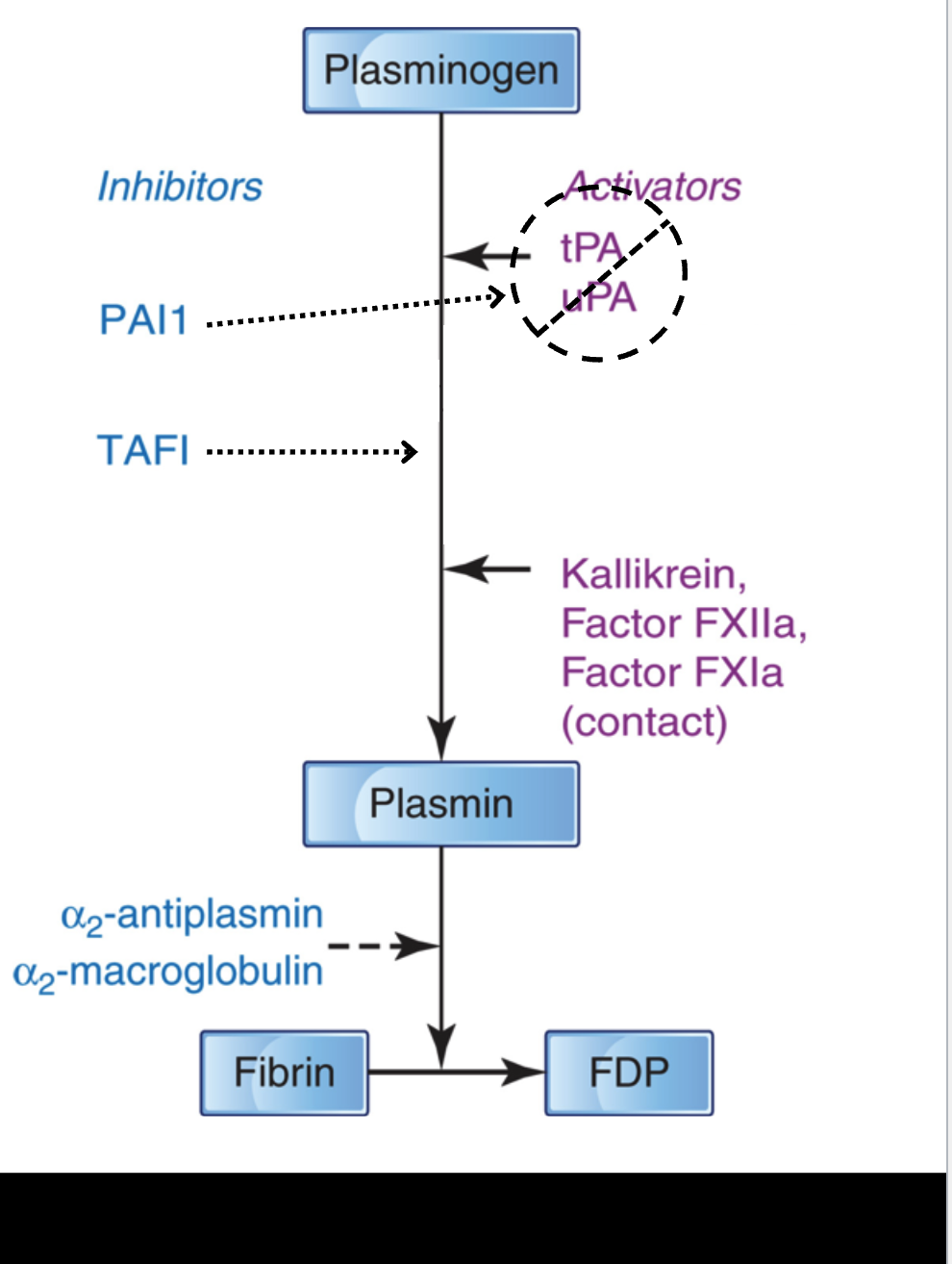 <p>prevent systemic proteolysis</p><p>⚬ action:</p><p>￭ at the PLG activation step</p><p>• PAI1</p><p>• TAFI</p><p><strong>￭ directly on plasmin</strong></p><p><strong>• α₂-antiplasmin</strong></p><p>⚬ principle inhibitor of plasmin</p><p><strong>⚬ cross-linked to fibrin by XIIIa(13)</strong></p><p>• α<strong>₂-macroglobulin</strong></p><p><strong>⚬ backup inhibitor for plasmin</strong></p>