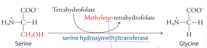 <p>uses one-carbon metabolism and the enzyme serine hydroxymethyltransferase, and the tetrahydrofolate functions as a carrier of one-carbon units in several reactions of amino acid and nucleotide metabolism - serine can give up 1 methyl group to tetrahydrofolate</p>