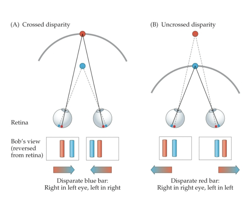 <p>1. Zero disparity: object at horopter; no disparity.</p><p><span style="color: rgb(251, 194, 194);">2. Crossed disparity: objects in front of the horopter. Larger disparity for closer objects.</span></p><p><span style="color: rgb(251, 194, 194);">• Objects closer than the horopter shifted right in left eye, and left in right eye.</span></p><p><span style="color: rgb(167, 218, 246);">3. Uncrossed disparity: objects behind the horopter. Larger disparity for farther objects.</span></p><p><span style="color: rgb(167, 218, 246);">• Objects farther than horopter shifted left in left eye, shifted right in right eye.</span></p>