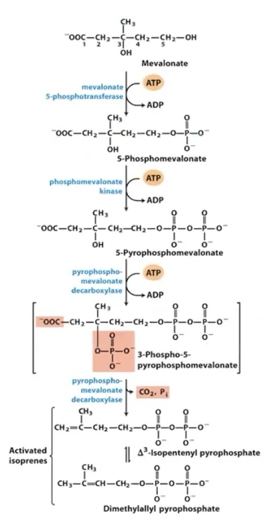 <p>Requires 3 ATP; Resulting structure is <span>Δ<sup>3</sup>-Isopentenyl pyrophosphate and Dimethylallyl pyrophosphate; Decarboxylation stage (6C → 5C); Activated by pyrophosphate</span></p>