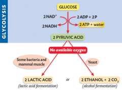 <p>Process by which cells release energy from food in the absence of oxygen</p>