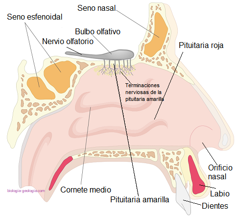 <p>Pituitaria amarilla </p>
