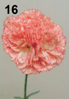 <p>Dianthus</p>