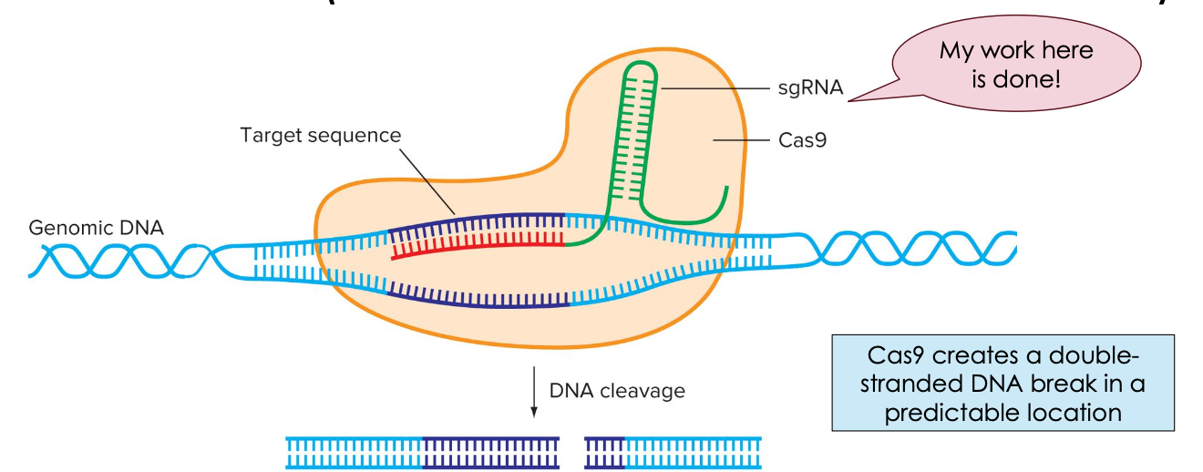<p>CREATING</p><p><em>DELIBERATE</em> DNA BACKBONE BREAKS</p><p><span style="font-family: "Century Gothic"; line-height: normal; font-size: 36px;">(WE CAN CONTROL EXACTLY WHERE)</span></p>