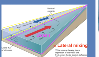 <p>Strong tidal current and low river inflow created little to no stratification and lateral mixing</p>