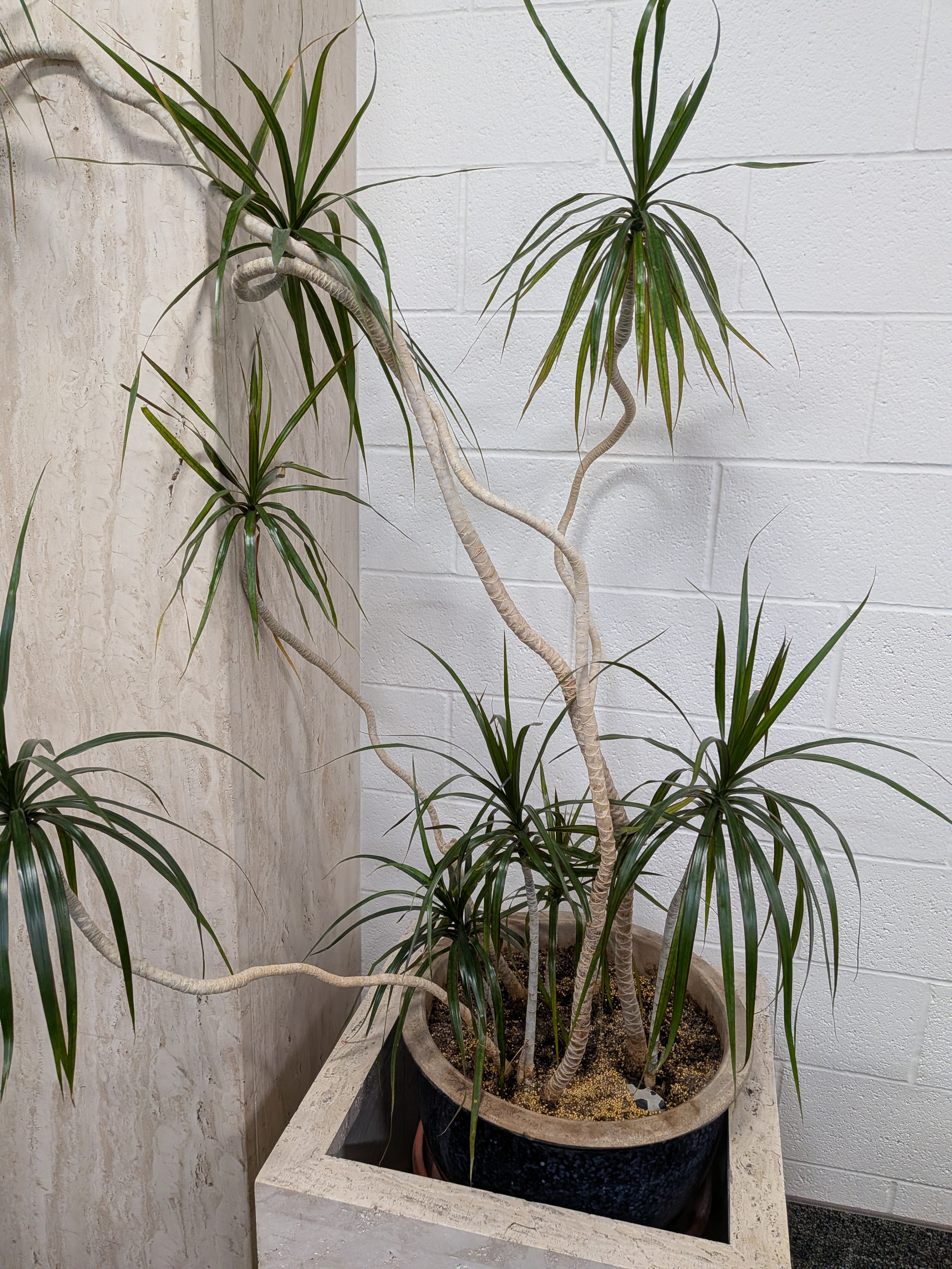 <p>Red Margin Dracaena</p>