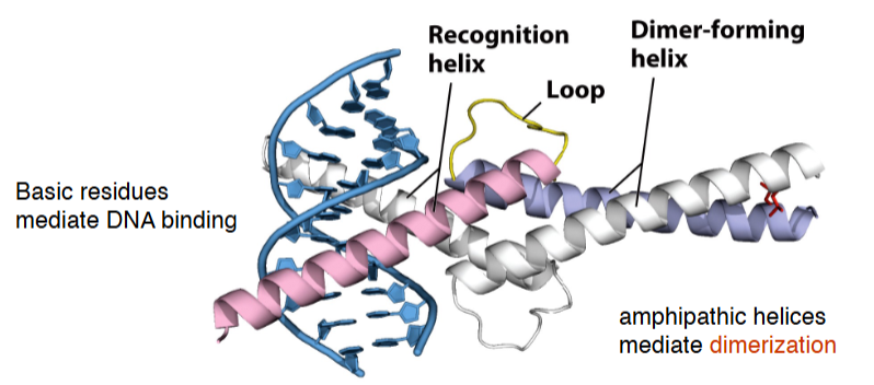 <p><span style="background-color: transparent;">amphipathic helices mediate dimerization</span></p><p><span style="background-color: transparent;">Basic residues mediate DNA binding</span></p>
