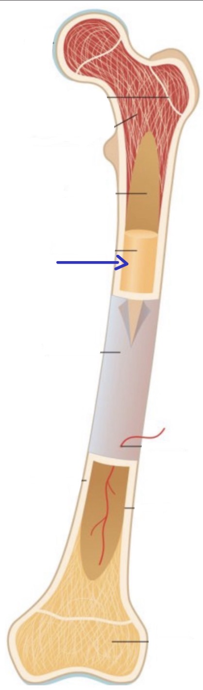 <p><strong>Name the following</strong></p>