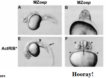 <p>injection of activated type 1 receptor mRNA - allows crypto to be made and bind receptor ligand complex at the cell membrane = proper function of receptor complex</p>