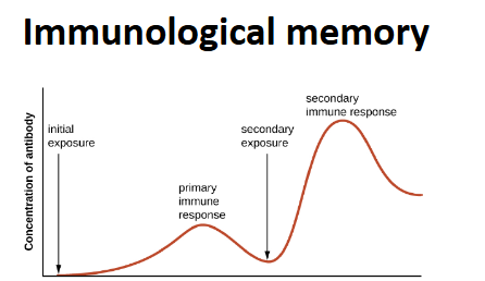 <p>The <strong>primary immune response </strong>takes some time for immune cells to respond, but on the <strong>secondary</strong> <strong>immune response </strong>the response is <strong>much</strong> <strong>quicker </strong>and more <strong>intense</strong></p>