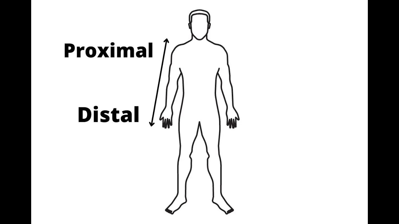 <p>Proximal: closer to center of body or where limb attaches</p><p>Distal: farther away from that point</p>