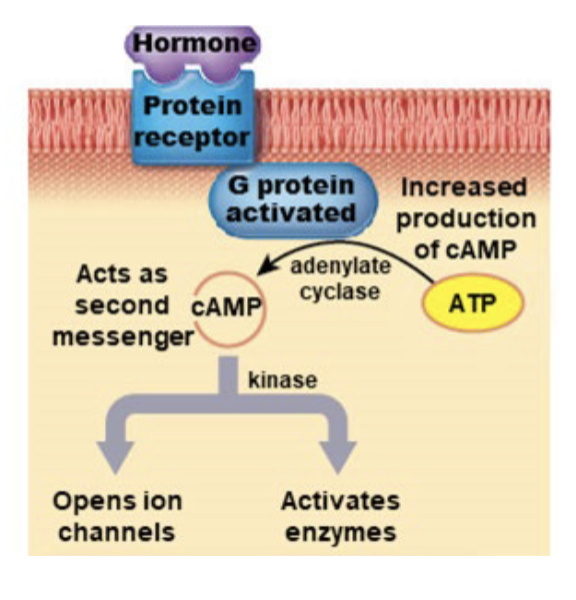 <ul><li><p>The activation of enzymes or opening ion channels may accelerate the metabolic activity of the cell.</p><ul><li><p>E.g. Epinephrine and norepinephrine, Calcitonin, Parathyroid hormone, ADH, ACTH, FSH, LH, TSH</p></li></ul></li></ul><p></p>