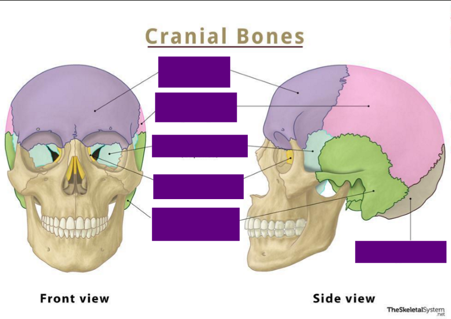 <p>Label the cranial bones</p>