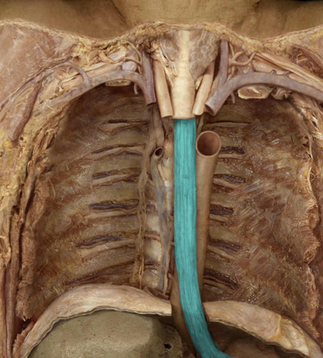 <p>Esophagus </p>