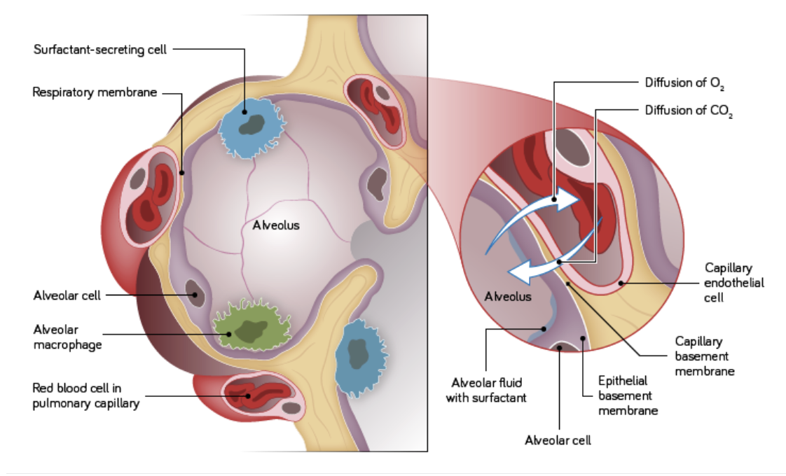 <ul><li><p>Alveoli have extremely thin walls (only one cell thick) with basement membranes fused to the endothelium of the capillaries surround them.</p></li><li><p>The apical surface is covered in a <strong>surfactant </strong>into which gases dissolve to aid their diffusion.</p></li></ul><p></p>