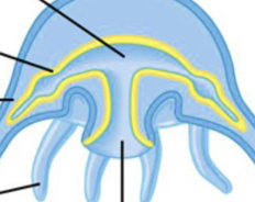 <p>body type, arrows</p>