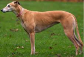 <p>welk type hond is dit</p>