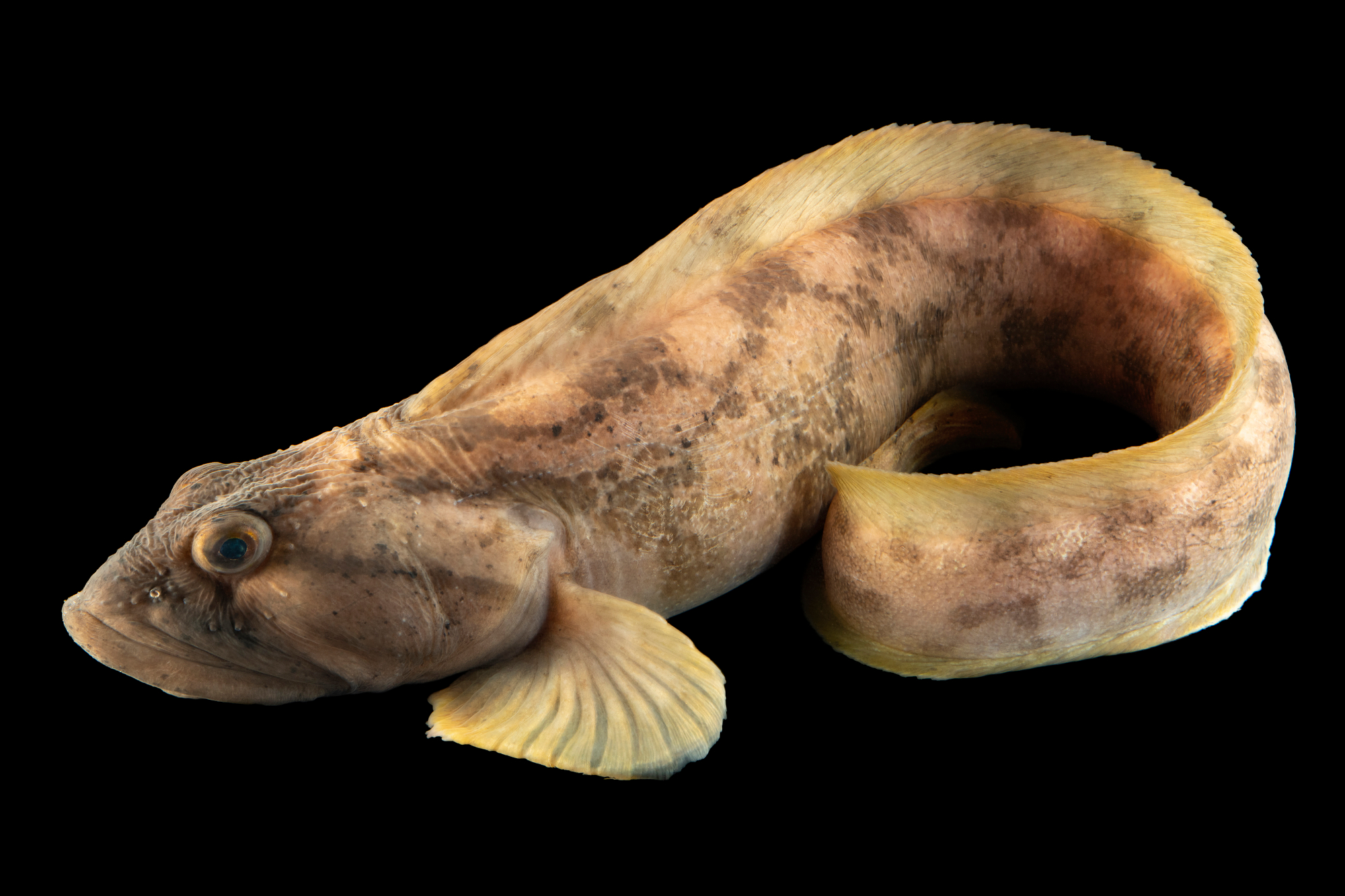 <p><span style="background-color: transparent;"><strong><em><u>eel-like, pouting bc not, Giant lips; overbite, yellowy fins, no caudal</u></em></strong></span></p><p><span style="background-color: transparent;"><strong><em><u>bars from eyes like makeup streams from crying</u></em></strong></span></p><p></p><ul><li><p><strong>General:</strong> Eel-like bottom fish with a long continuous fin around most of the body and a thick, fleshy appearance.</p></li><li><p><strong>Size:</strong> Avg. adult <strong>30–60 cm (12–24 in; 1.0–2.0 ft)</strong>, <strong>0.5–2 kg (1.1–4.4 lb)</strong>;</p><ul><li><p>large adults commonly reach (24–39 in; 2.0–3.3 ft) and (4.4–11 lb).</p></li></ul></li><li><p><strong>Key IDs:</strong></p><ul><li><p><strong>Very long continuous dorsal fin that joins the caudal and anal fins</strong>.</p></li><li><p><strong>Eel-like body shape</strong> with a thick, fleshy head.</p></li><li><p>Short mouth with thick lips, <strong>under bite</strong></p></li><li><p><strong>No chin barbel</strong> (important distinction)</p></li><li><p>Mottled brown, many spots, olive, or reddish coloration.</p></li><li><p>Rounded tail, “lacking” caudal fin</p></li></ul></li><li><p><strong>Memory cue:</strong> <strong>Eel-like fish + no chin barbel + “lack” of caudal fin</strong></p></li></ul><p></p>