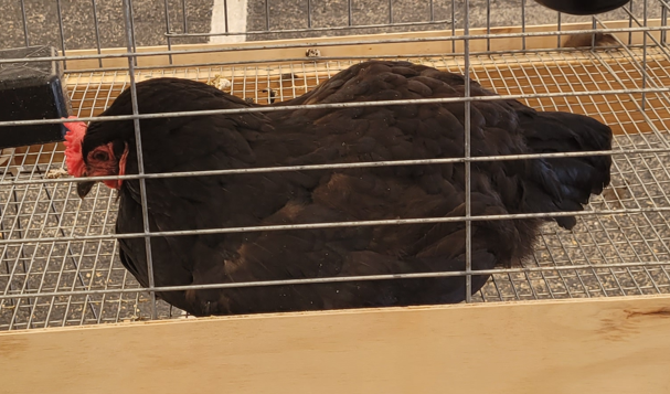 <p>What kind of hen is this?</p>