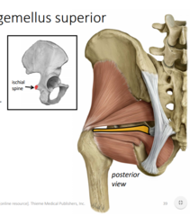 <p>laterally rotates extended femur at hip,</p><p>abducts flexed femur at hip</p>