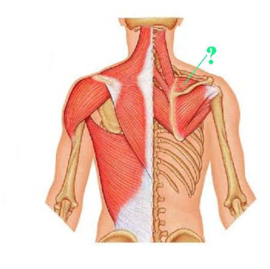 <p>Identify the indicated muscle</p>
