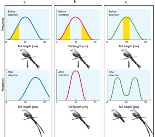 <ol start="84"><li><p>Figure 21.1 — stabilizing selection</p></li></ol><p></p>
