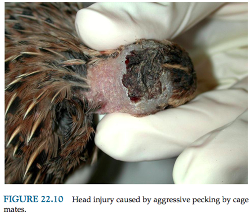 <p>Back of head / neck area; mostly between males</p><p>Trimming the beaks and nails every 4wks can reduce number of pecking related injuries.</p>