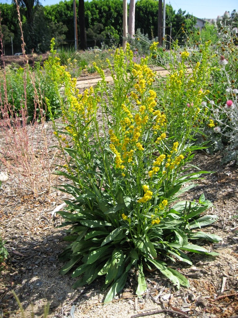 <p>California Goldenrod / Solidago californica</p>