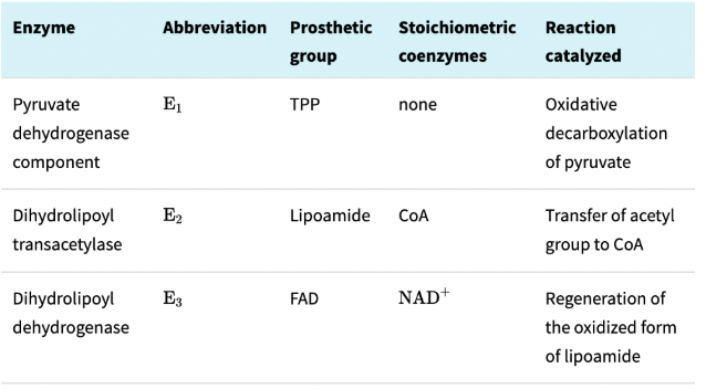<ul><li><p>Catalytic coenzymes → TPP, lipoamide, FAD</p></li><li><p>Stoichiometric conenzymes (function as substrates) → CoA, NAD+</p></li></ul><p>All are derivatives of vitamin B, except lipoamide</p>