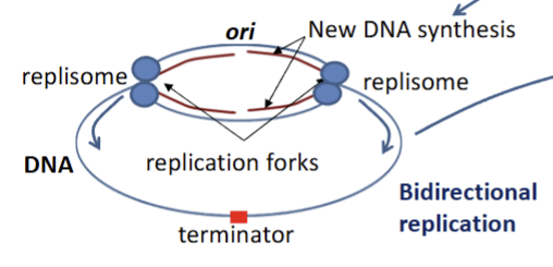 <p>begins at ori site, strands separate</p><p>dna polymerase complexes (repliosomes) synthesize dna: 2 dna polym per repliosome → leading and lagging strand synthesis</p><p>end of replication → z rinng formation via ftsz → septation and division</p>