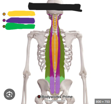 <p>What is this? What are the different layers</p>