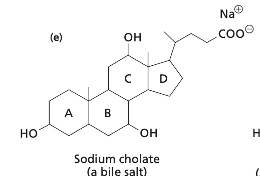 <ol><li><p>bile salt</p></li><li><p></p></li></ol><p></p>