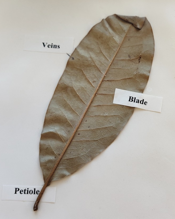 <p>is it monocot or dicot?</p>