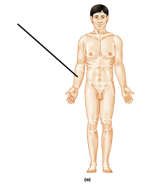 <p>(forearm)</p><p>pertaining to the forearm (the lower portion of the upper limb)</p>