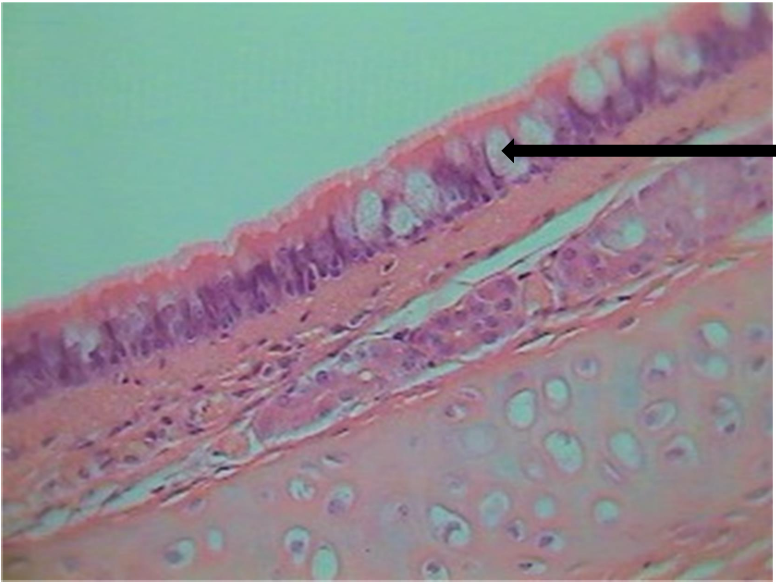 <p>what cell is this?</p>