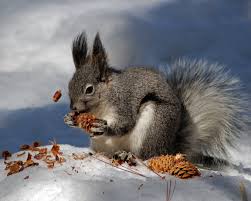 <p>Abert’s Squirrel (Sciurus aberti)</p>