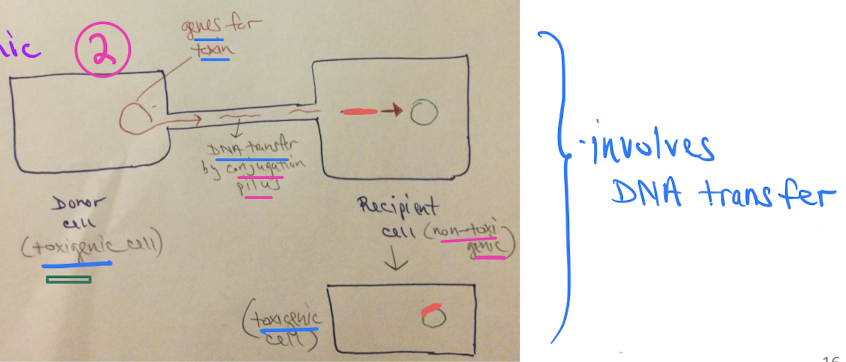 <p>transfer of toxin DNA genes from donor cell (toxigenic cell) to recipient cell (non-toxigenic cell) <mark data-color="yellow" style="background-color: yellow; color: inherit;">via conjugation pilus</mark></p>
