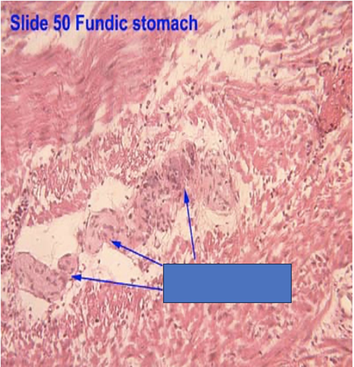 <p>Identify the structure</p>